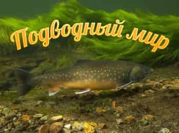 Подводный-мир-В-поисках-линя-Вечерняя