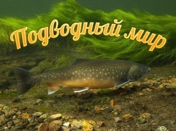 Подводный-мир-Весна-на-Оби