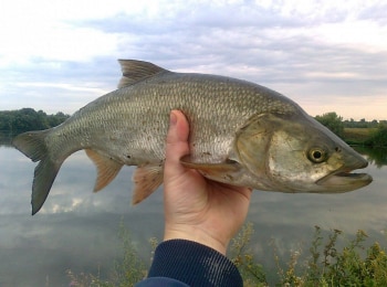 программа Охота: Поймать жереха 2 серия