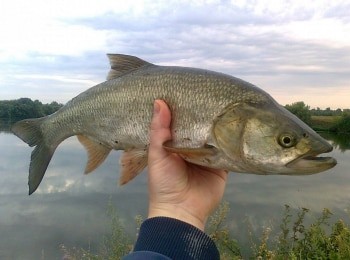 программа Охота: Поймать жереха 7 серия