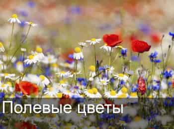 Полевые цветы кадры Полевые цветы кадры
