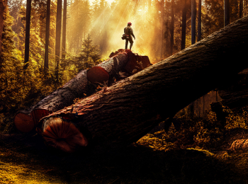 Последние-лесорубы