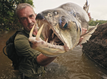 Последние-великаны:-Дикая-рыба-Речной-скат
