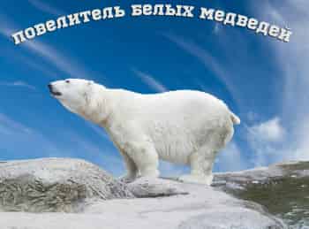Повелитель-белых-медведей