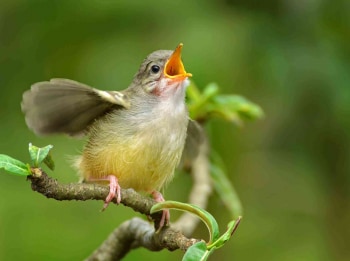 Поющая-птица