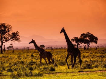 программа Морской: Познавая Африку Седерберг: Тайная библиотека