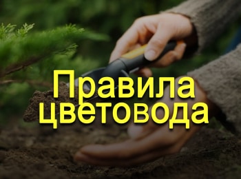 Правила-цветовода-1-серия