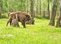 программа Точка отрыва: Приокско террасный заповедник