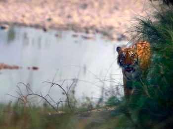 программа Морской: Природные коридоры