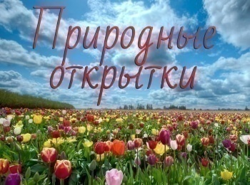 Природные-открытки-Цветки-терновника