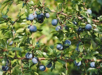 программа Три Ангела: Природные открытки Среди моря цветов