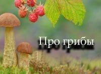 программа Усадьба: Про грибы 2 серия