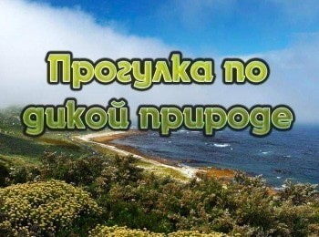 Прогулка-по-дикой-природе-Бабуины