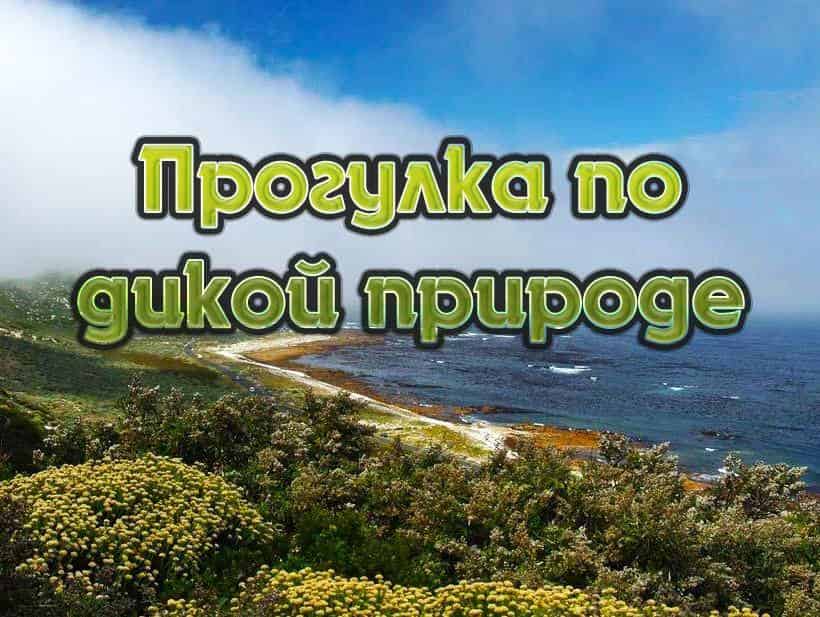 Прогулка-по-дикой-природе-Львы-Часть-2