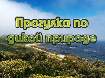 Прогулка-по-дикой-природе-Пингвины