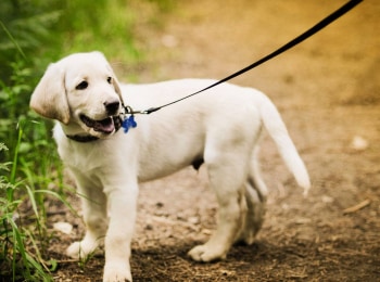 программа РазТВ: Прогулки с моей собакой