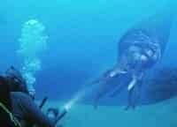 Прогулки-с-морскими-чудовищами