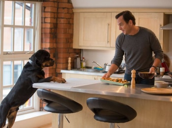 программа КИНО ТВ: Псы под прикрытием