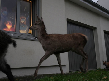 Quand-l-homme-n-est-pas-là-les-animaux-dansent!