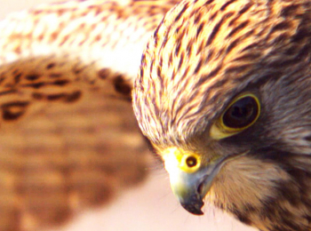 Рассказы-о-птицах-охотниках-2-серия