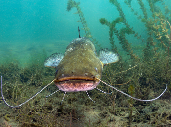 Речные-челюсти