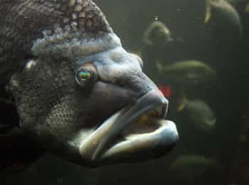 Рыбы-чудовища-Загадка-реки-Меконг