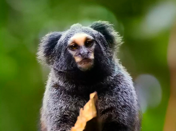 Сердцебиение-атлантического-леса
