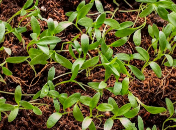 Сезон-рассады-Ранняя-весна-2-серия