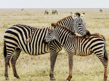 программа National Geographic: Смертоносная Африка Пустыни
