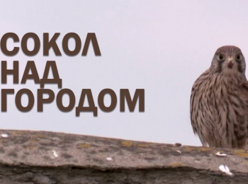 программа БелРос: Сокол над городом