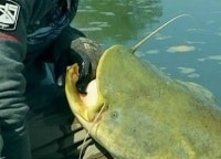 программа Охота: Сомы Европы 31 серия