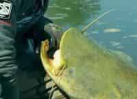 программа Охота: Сомы Европы 33 серия