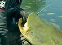 программа Охота: Сомы Европы 34 серия