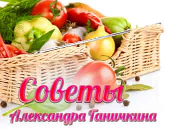 Советы-Александра-Ганичкина-Капуста