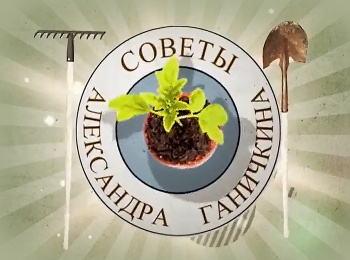 Советы-Александра-Ганичкина
