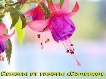 программа Точка ТВ: Советы от газеты Садовод Когда и чем подкармливать огурцы в теплице