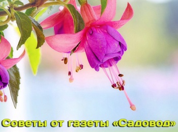 программа Точка ТВ: Советы от газеты Садовод Посадка рассады томатов в теплицу
