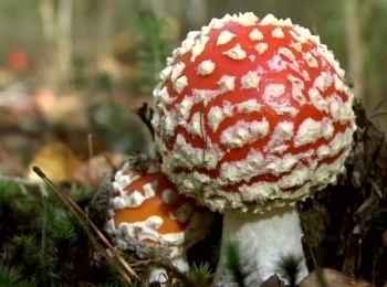 Созерцание-тишины-Утро-октября-осень