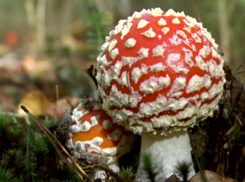 Созерцание-тишины-В-лесу