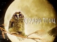 Страна-птиц-Лесные-стражники-Дятлы