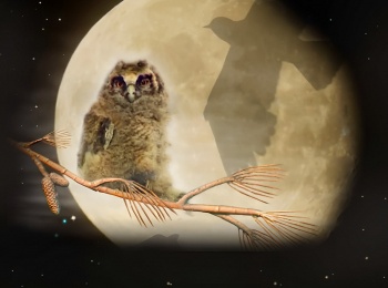 программа Культура: Страна птиц