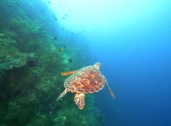 программа Точка ТВ: Стратегия выживания Секретная война: Период ухаживания