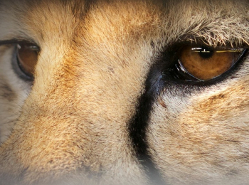 программа Доктор: Сверхспособности Амбидекстры