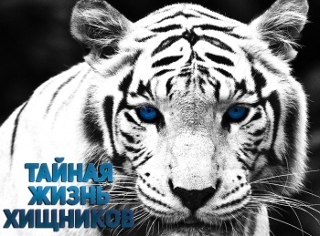 программа National Geographic: Тайная жизнь хищников Что скрывается под водой