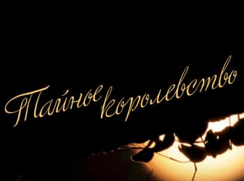 программа ОТР: Тайное королевство 1 серия