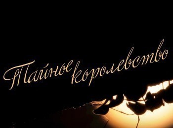 программа Санкт-Петербург: Тайное королевство