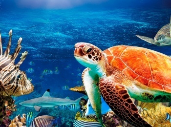 Тайны-Красного-моря