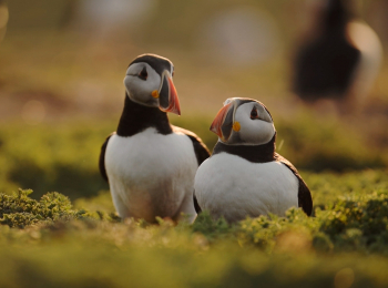 Такие-разные-животные-Цари-на-суше-и-на-море:-лев-и-рыба-лев