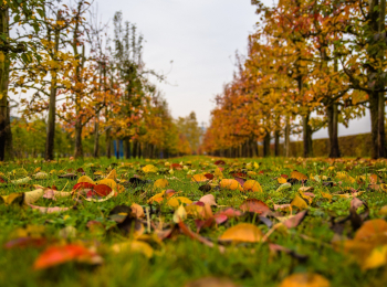 программа Центральное телевидение: Улыбнемся осенью