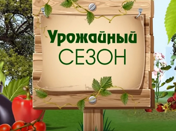 Урожайный-сезон-Декоративное-растение-из-маленького-сада